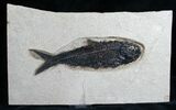 Giant Knightia Fossil Fish - Wyoming #8026-1